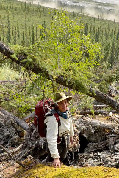 Female scientist on slope among fallen spruce trees with dirt road in background down below
